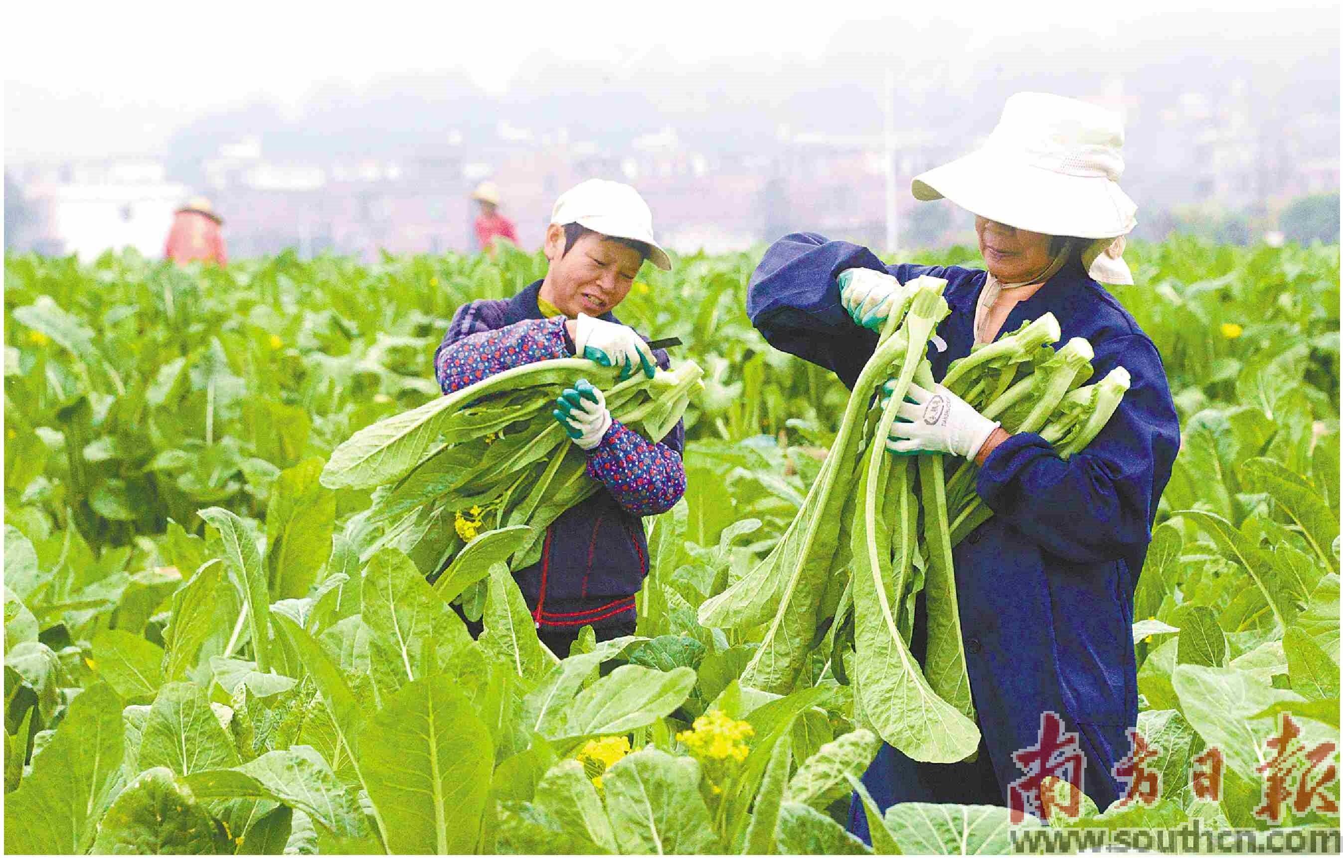 连州菜心田头价增长近两倍