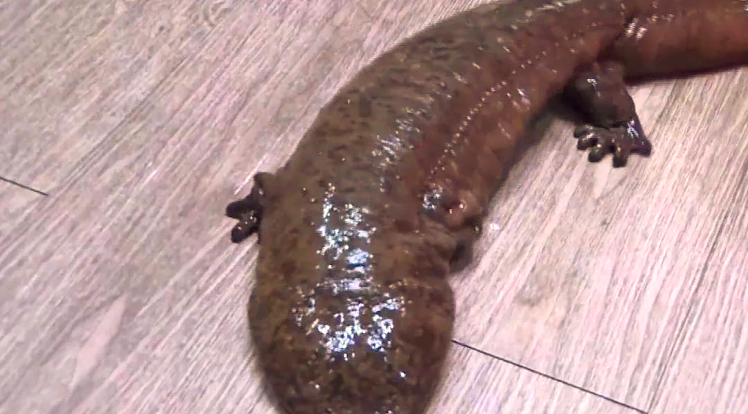 野生娃娃鱼现身宜宾护城河,市民放生珍贵动物