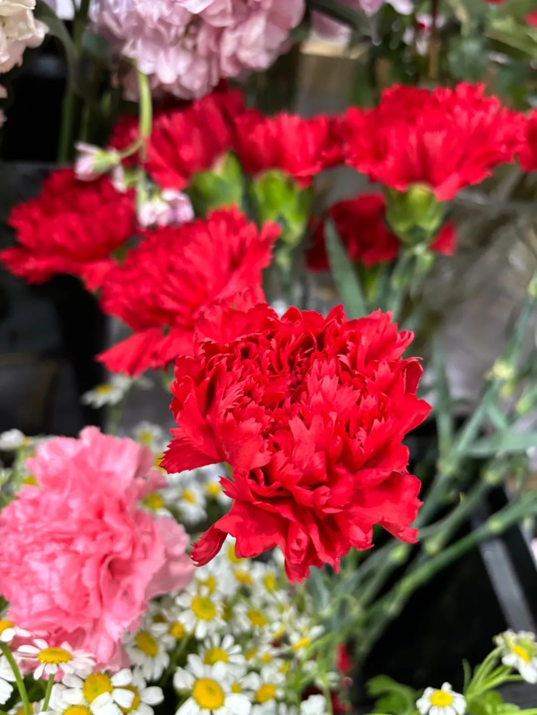 3月8日女神节鲜花图片图片