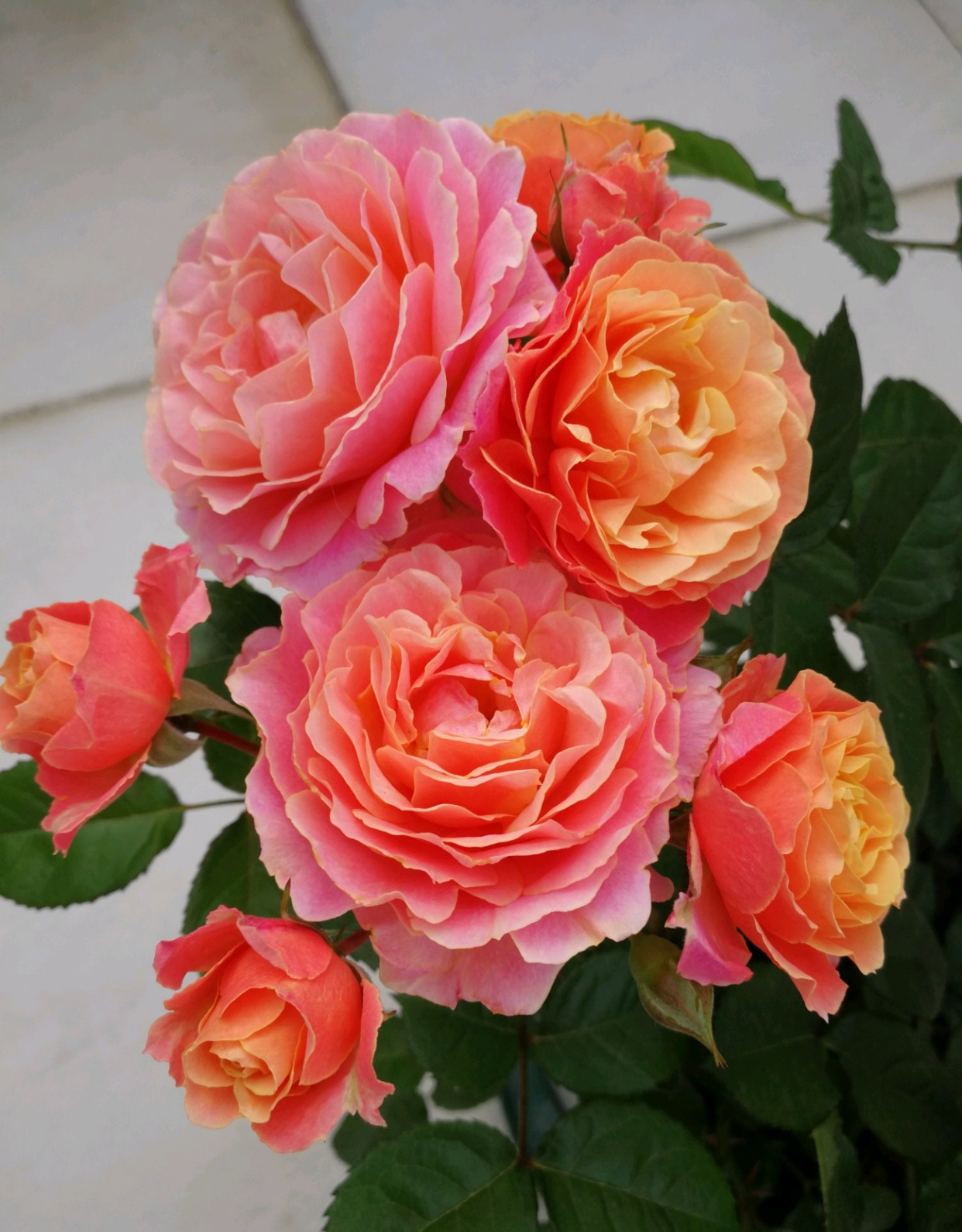 阳台党爱养的盆栽花—假日阳台,花朵漂亮,养护简单,月月有花看