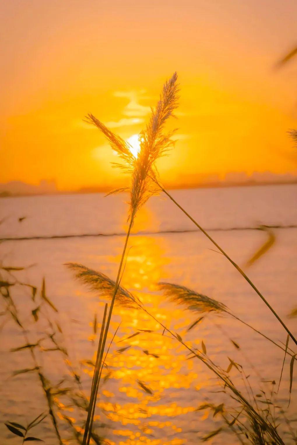 蒹葭苍苍 白露为霜|法影斑斓