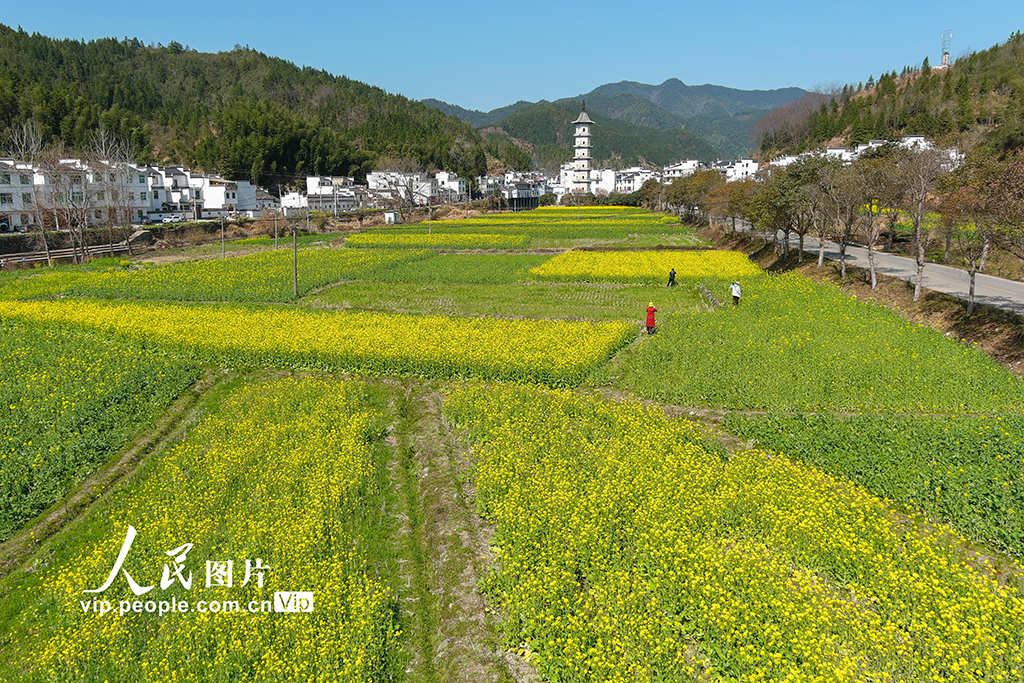 江西婺源:油菜花花期提前 预计2月底进入赏花期