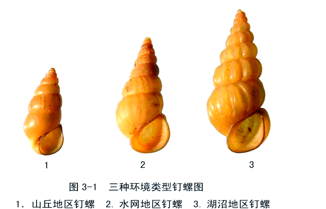 全面了解钉螺:形态,习性及预防血吸虫病的方法