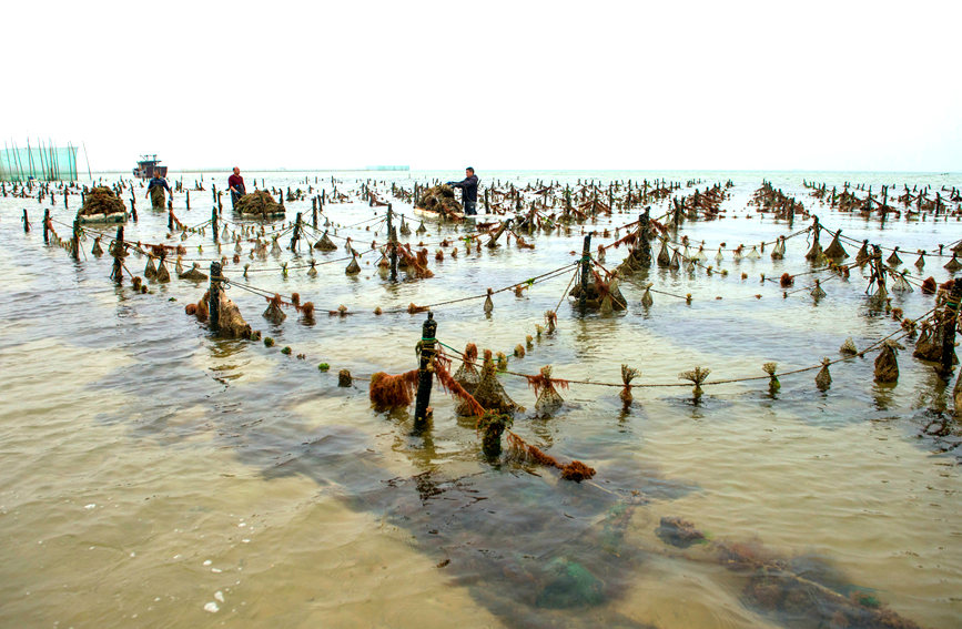 广西北海:珠农采珠忙