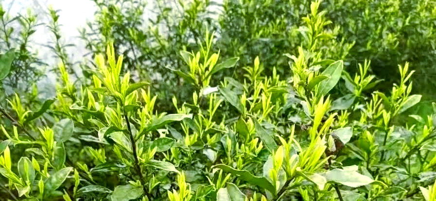 黄金芽茶叶属于高端吗