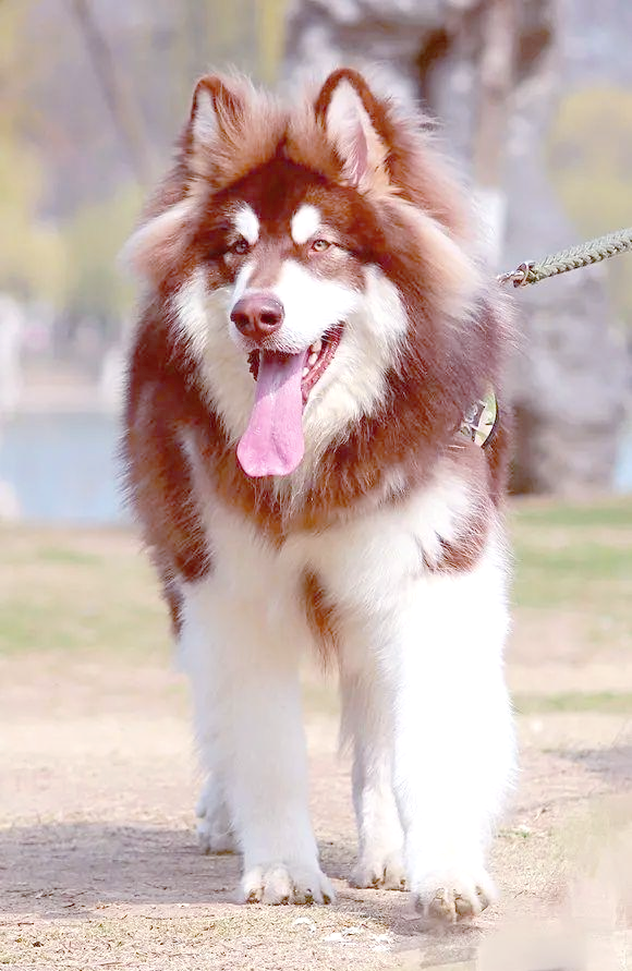 阿拉斯加犬的健康护理与选狗指南