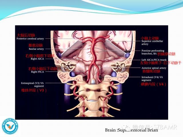 椎-基底动脉系统解剖