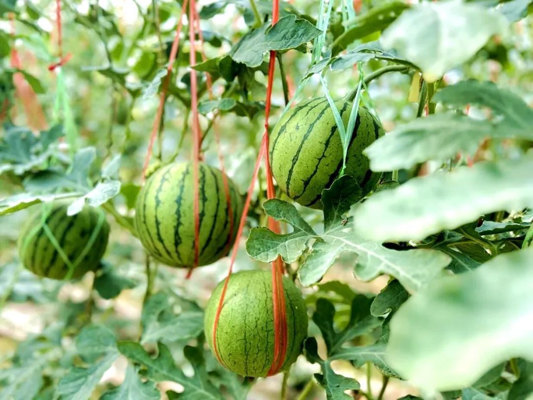 临洮清甜自然熟的小吊西瓜来啦