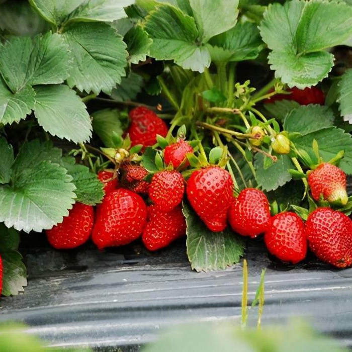 阿尔比草莓苗品种特点如何?欧美地区主要栽植品种