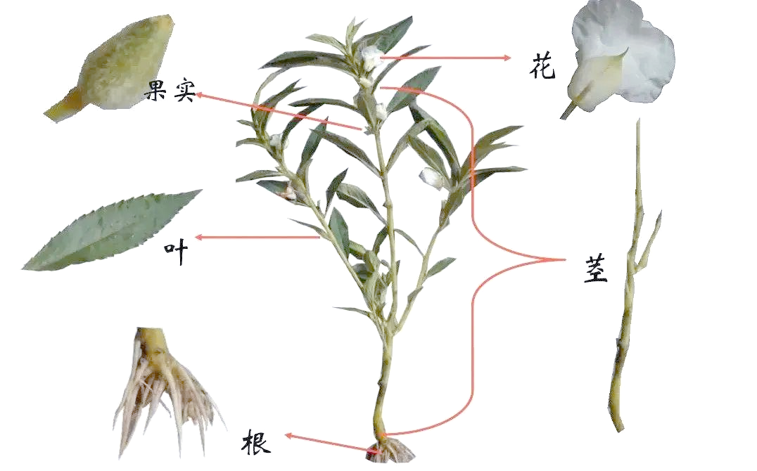 从茎的质地来看,有木质茎与草质茎之分;而从生长方式上,则可分为