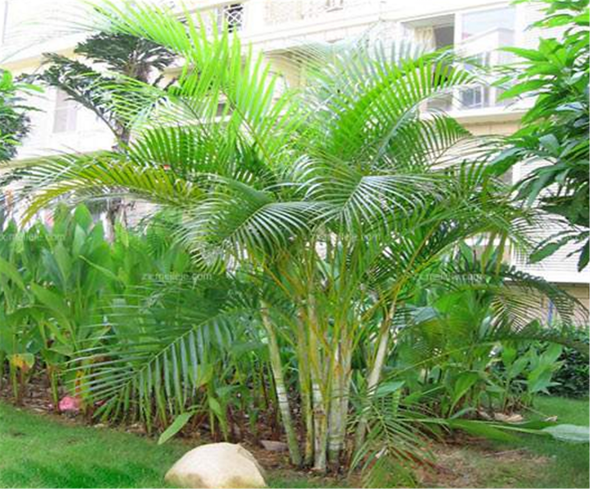 散尾葵 - 热门商品专区