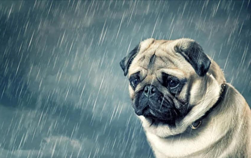 狗狗淋雨行为的科学解读与健康关怀