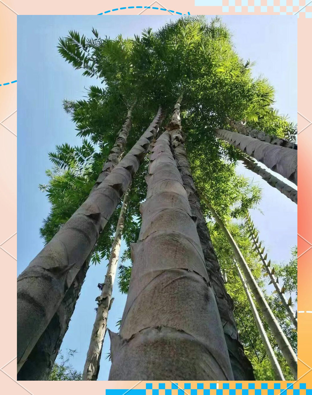 —巨龙竹,具有多种用途,堪比珍贵木材