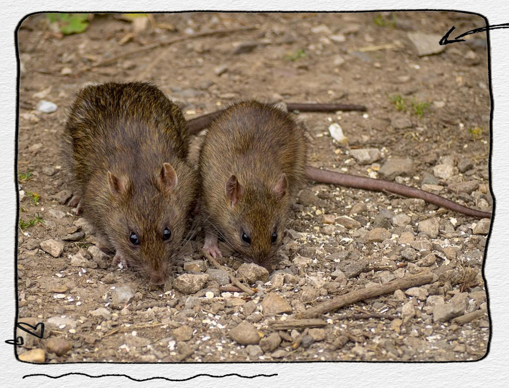 褐家鼠的危害与防制策略全解析