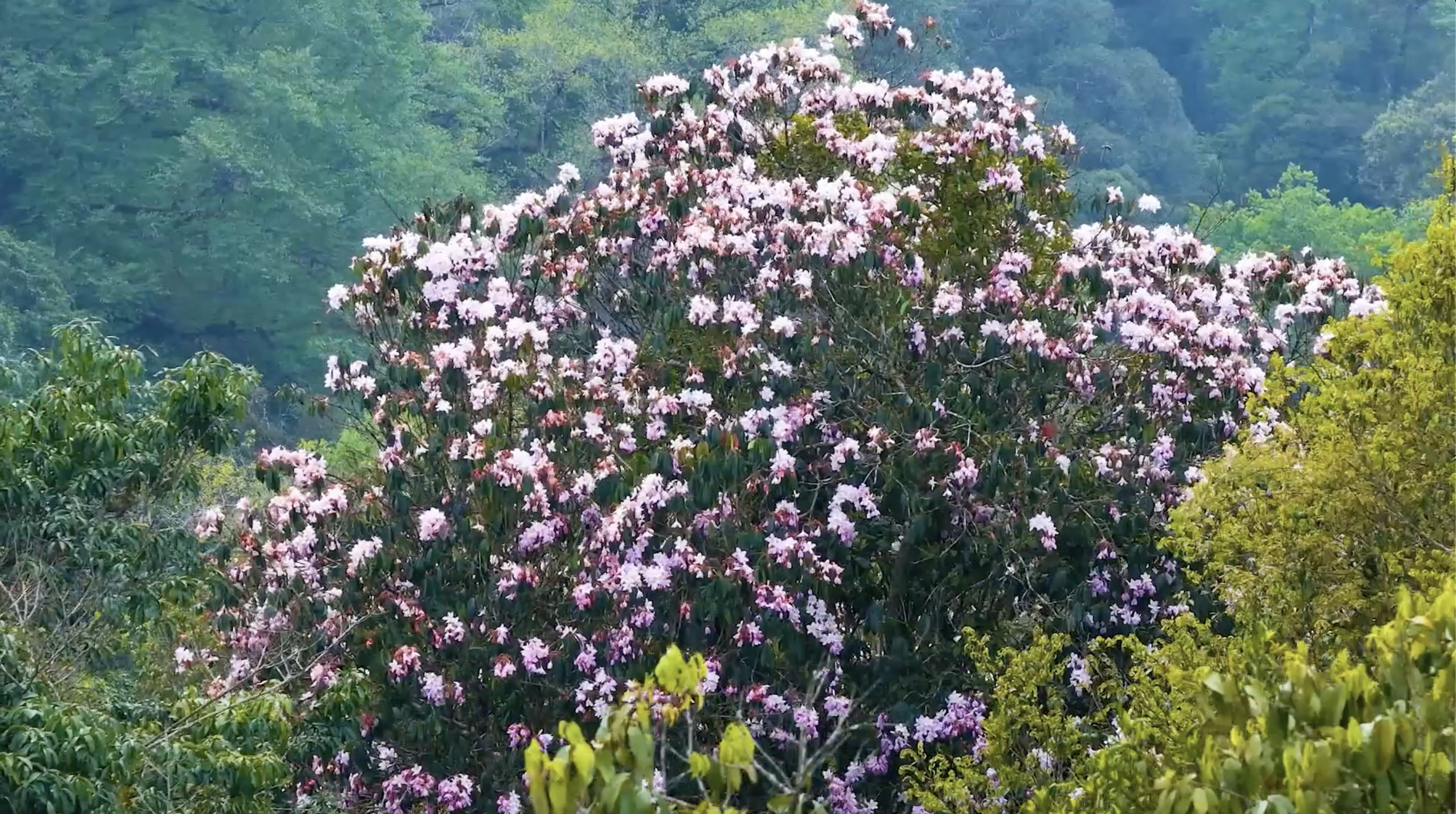 云南西畴:野生毛棉杜鹃山间怒放