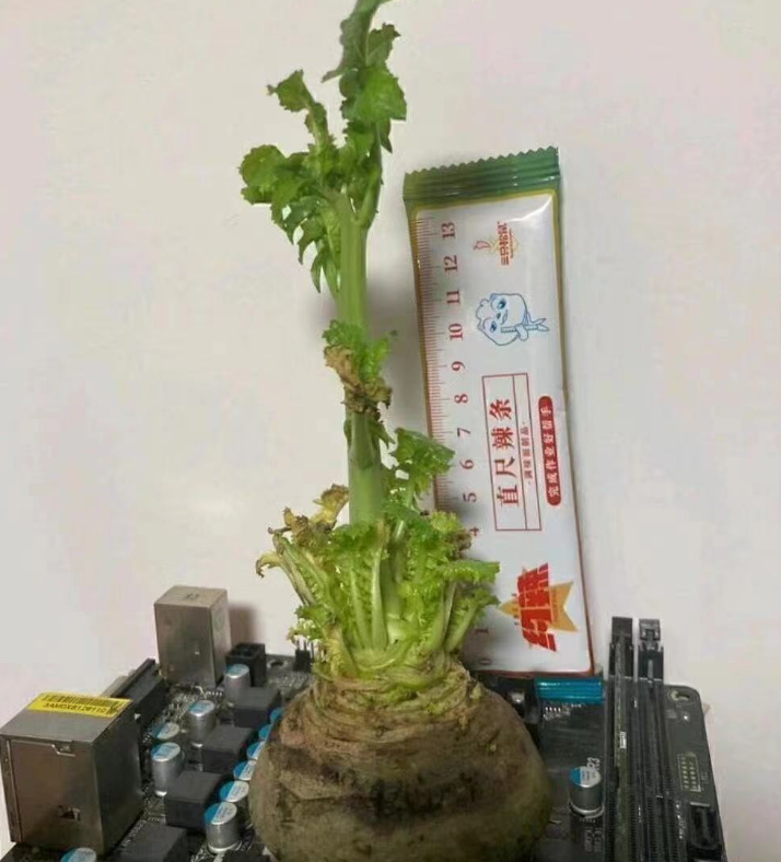 44块钱也能配电脑!散热器用萝卜代替,cpu就值2块钱?