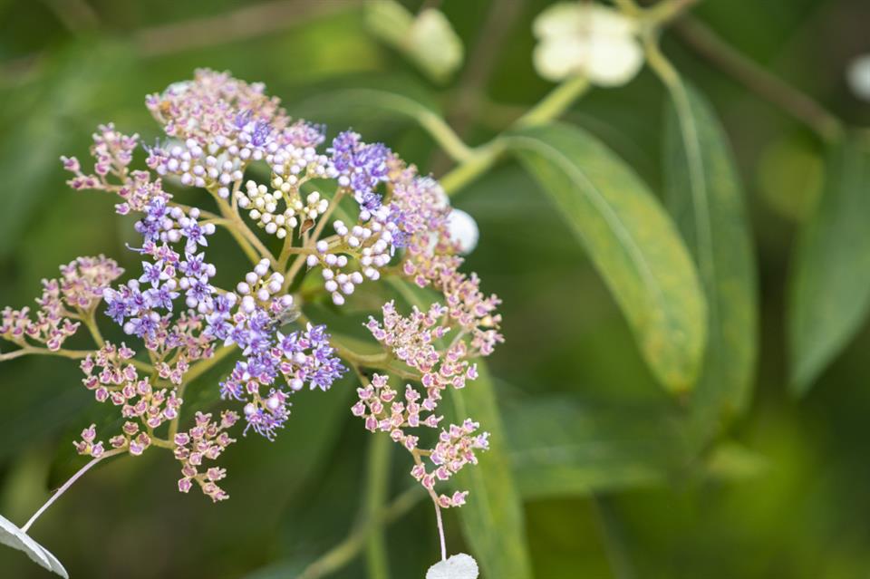 初秋的蜡莲绣球