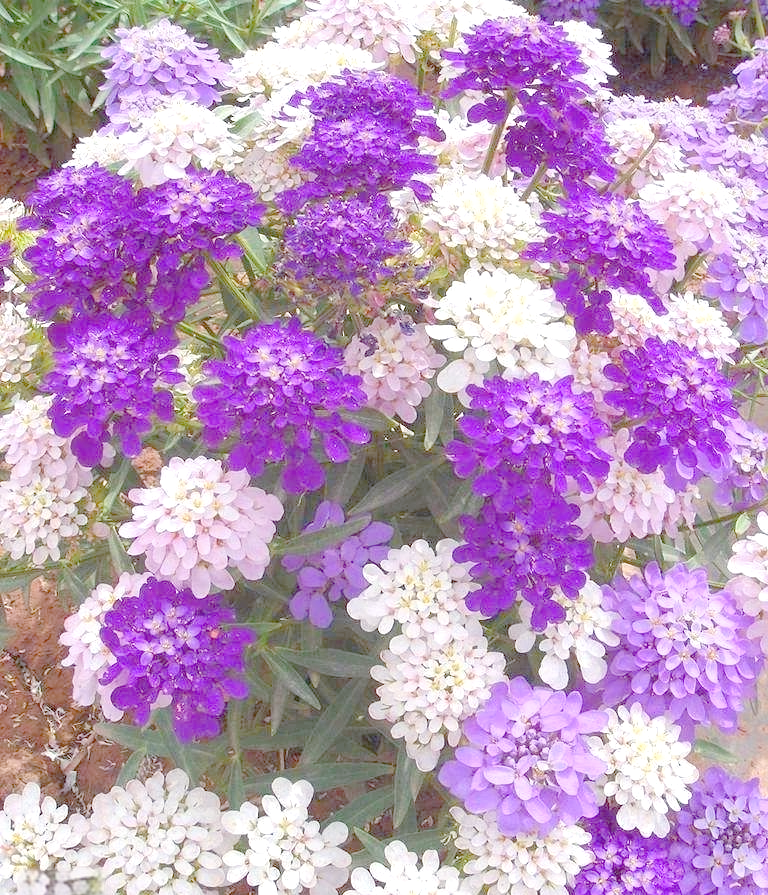 新手必看:蜂室花养护全攻略