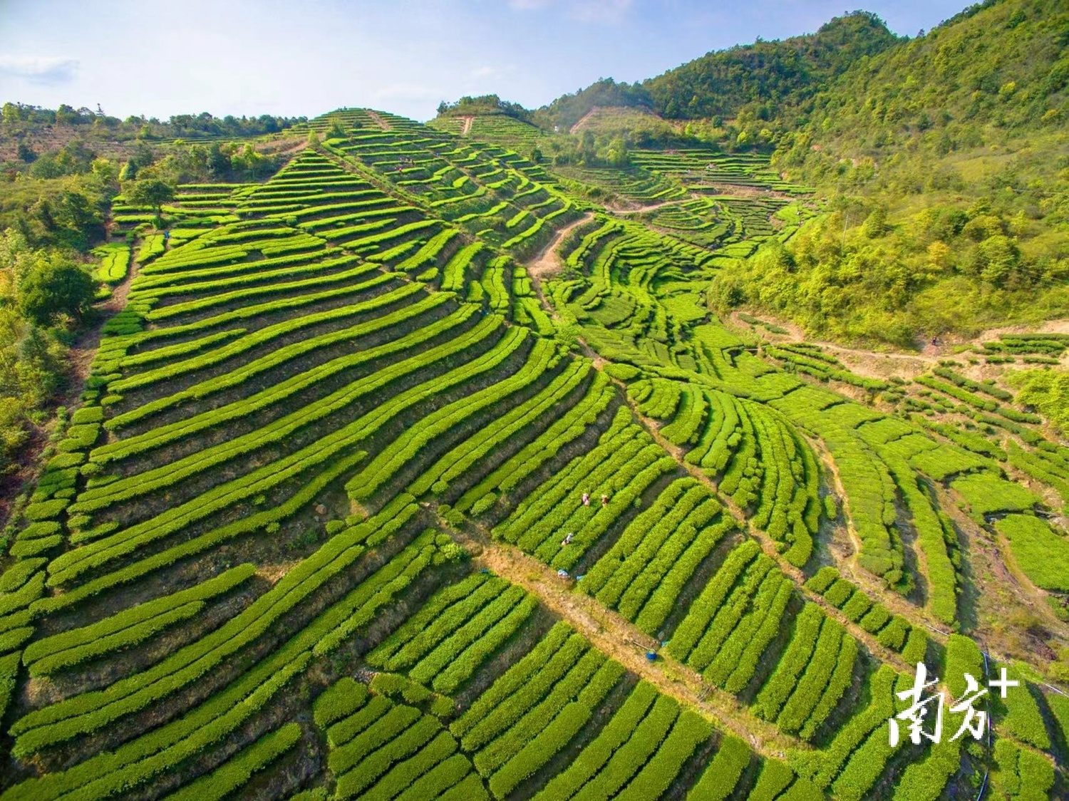 农旅强镇如何打造,梅江区西阳镇"打了个样"