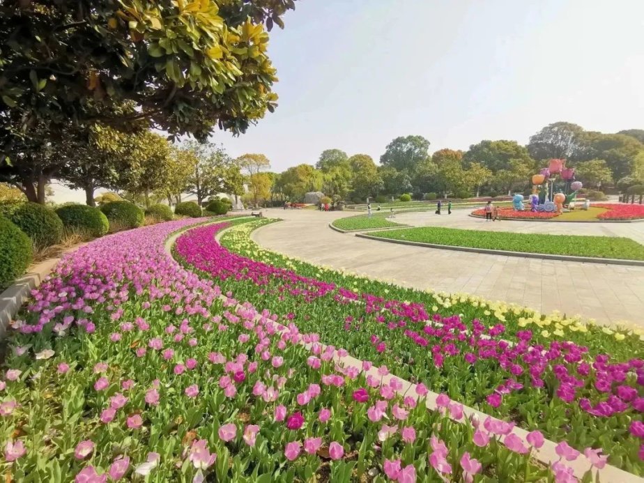上海鲜花港郁金香花展来啦!绚烂花海等你来