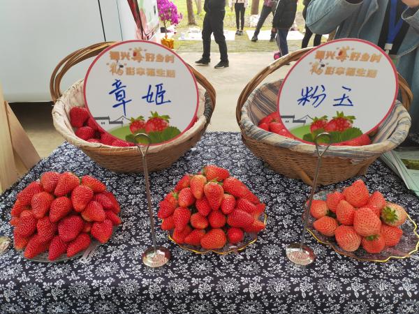 青浦白鹤草莓节来了!全镇种植草莓6000亩,市民可去大饱口福