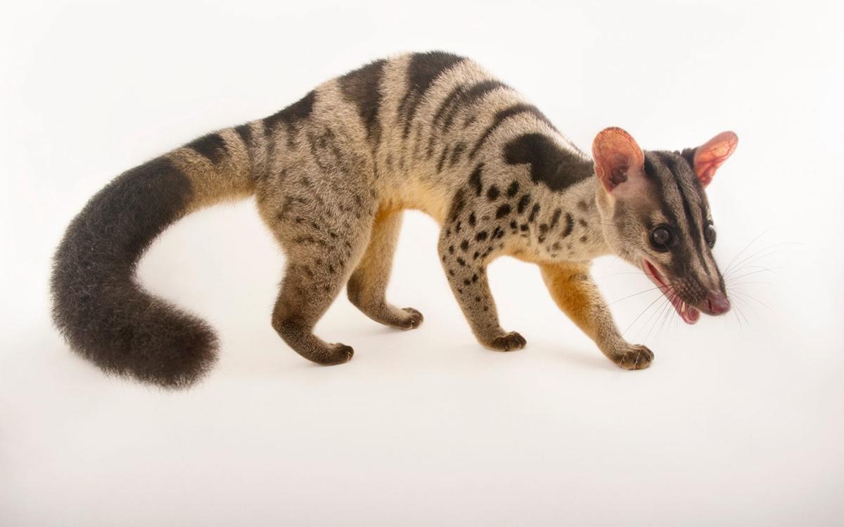 云南红河发现"缟灵猫",脑袋像老鼠,身体却像猫,喜在夜间出没