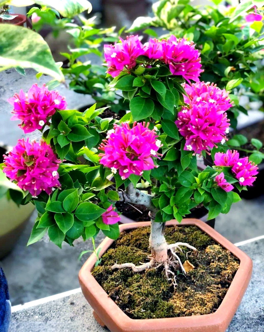 塔紫三角梅:独特品种,展现多样魅力