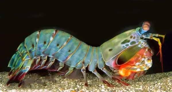 海底实力派打手——海底刺头哥雀尾螳螂虾
