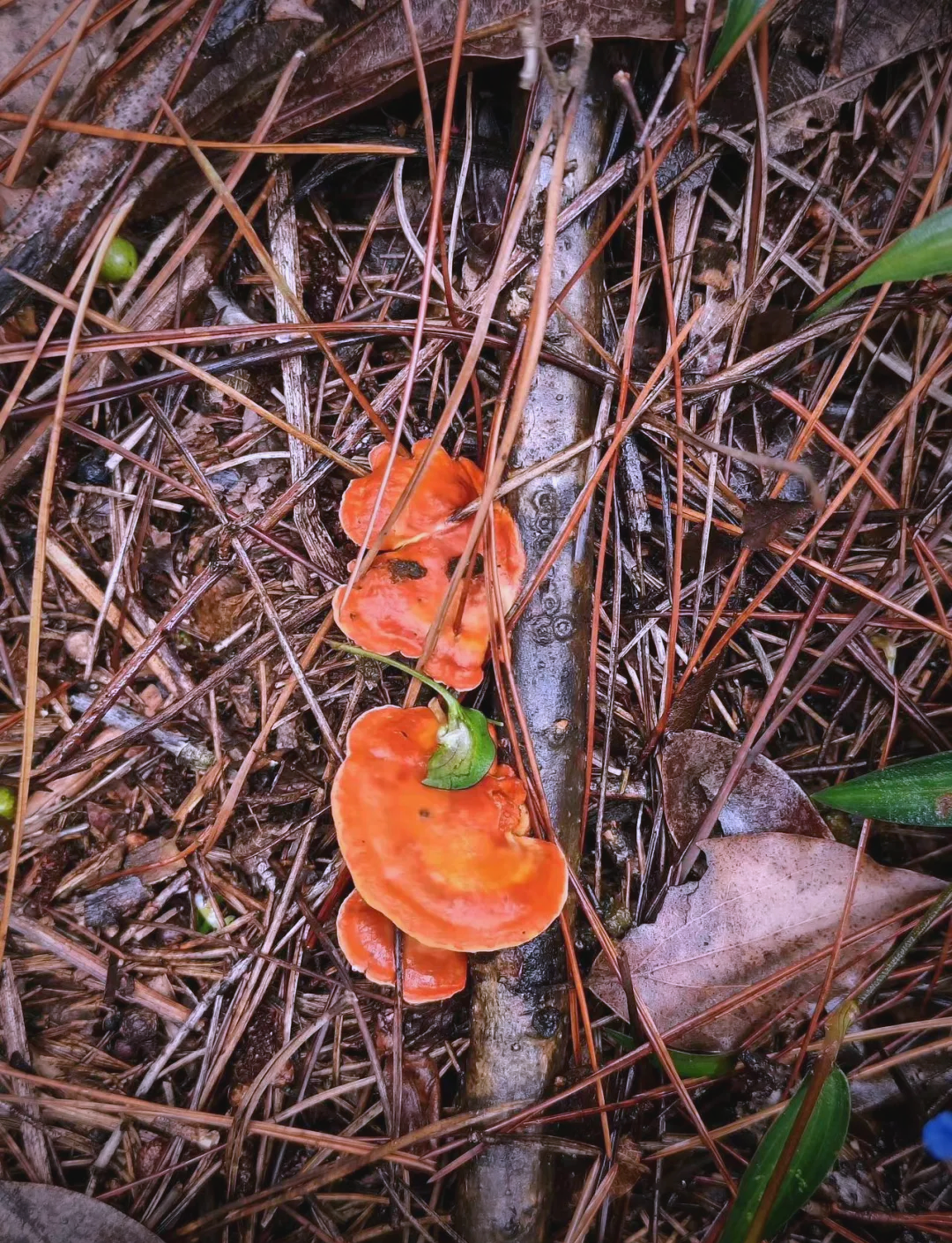 上海周边秋日徒步,探索山间板栗与蘑菇的惊喜