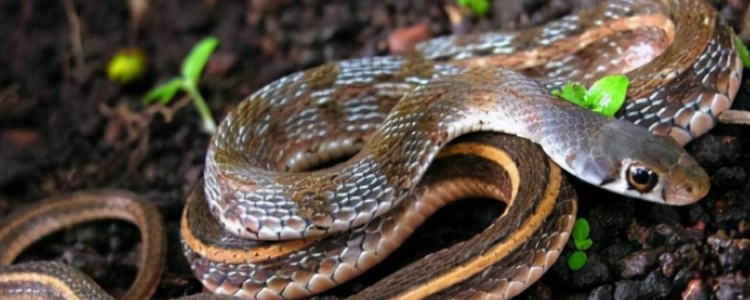 满腹经纶打一个动物