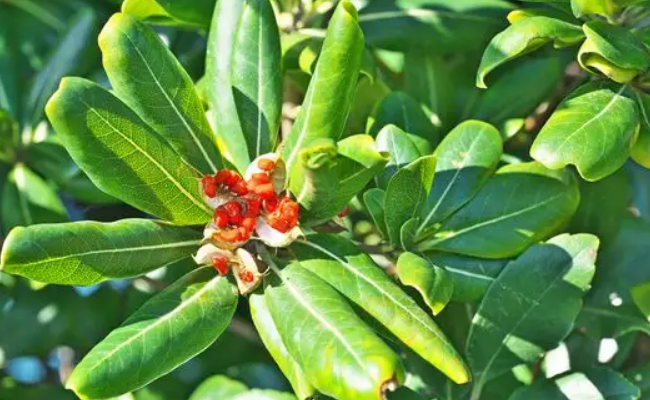 果实是小红球球的植物有哪些