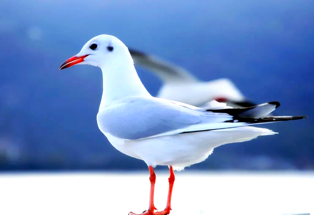 红嘴鸥的迁徙之旅与面临的生存挑战