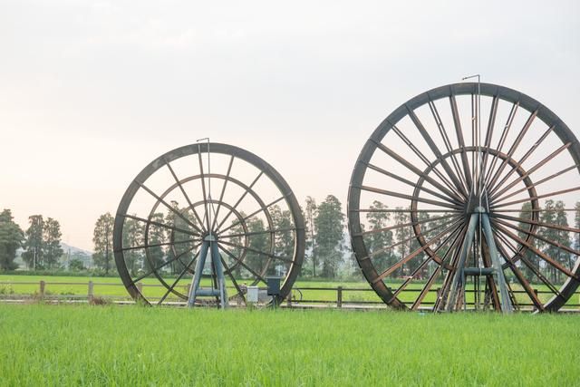 周末郊游好去处,南朗这片稻田,是不是让你想起了童年?