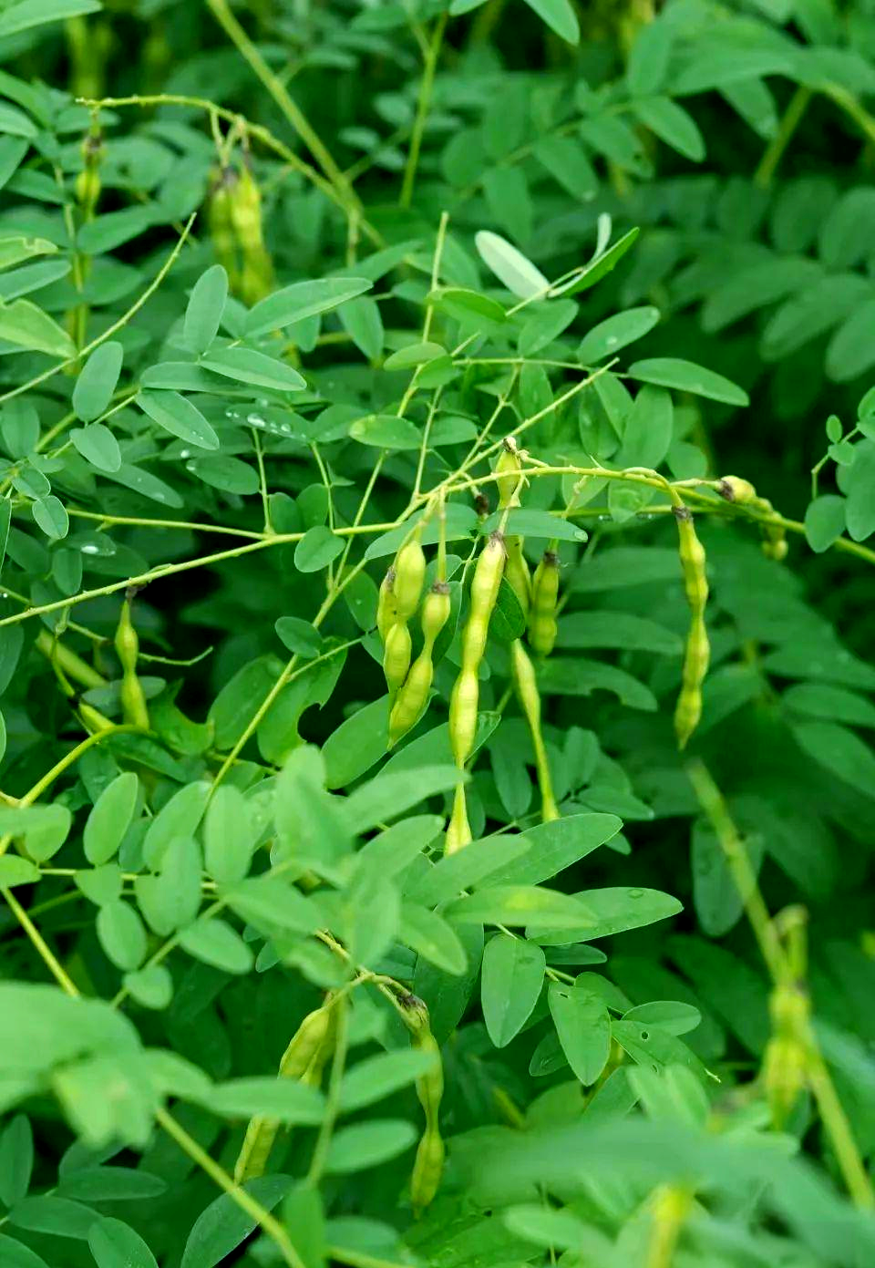 苦参:苦寒纯阴的药物,功效多样但需谨慎使用