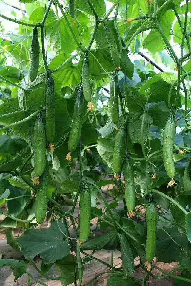 大棚黄瓜栽培技术与养分的要求|掌握了就能收获丰硕