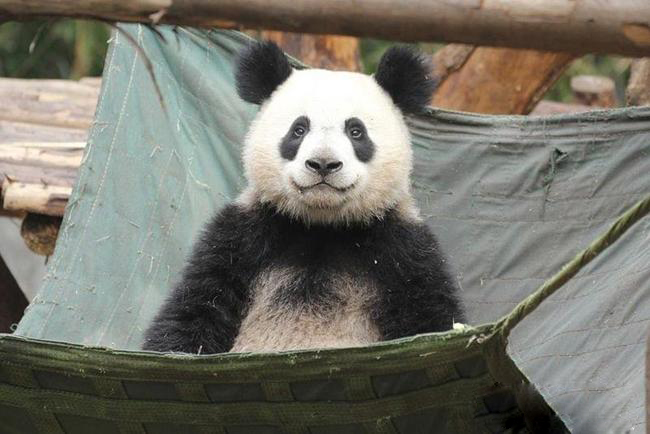 混血大熊猫长相清奇,炸毛式耳朵宛如冲天辫,成了网友的调侃对象