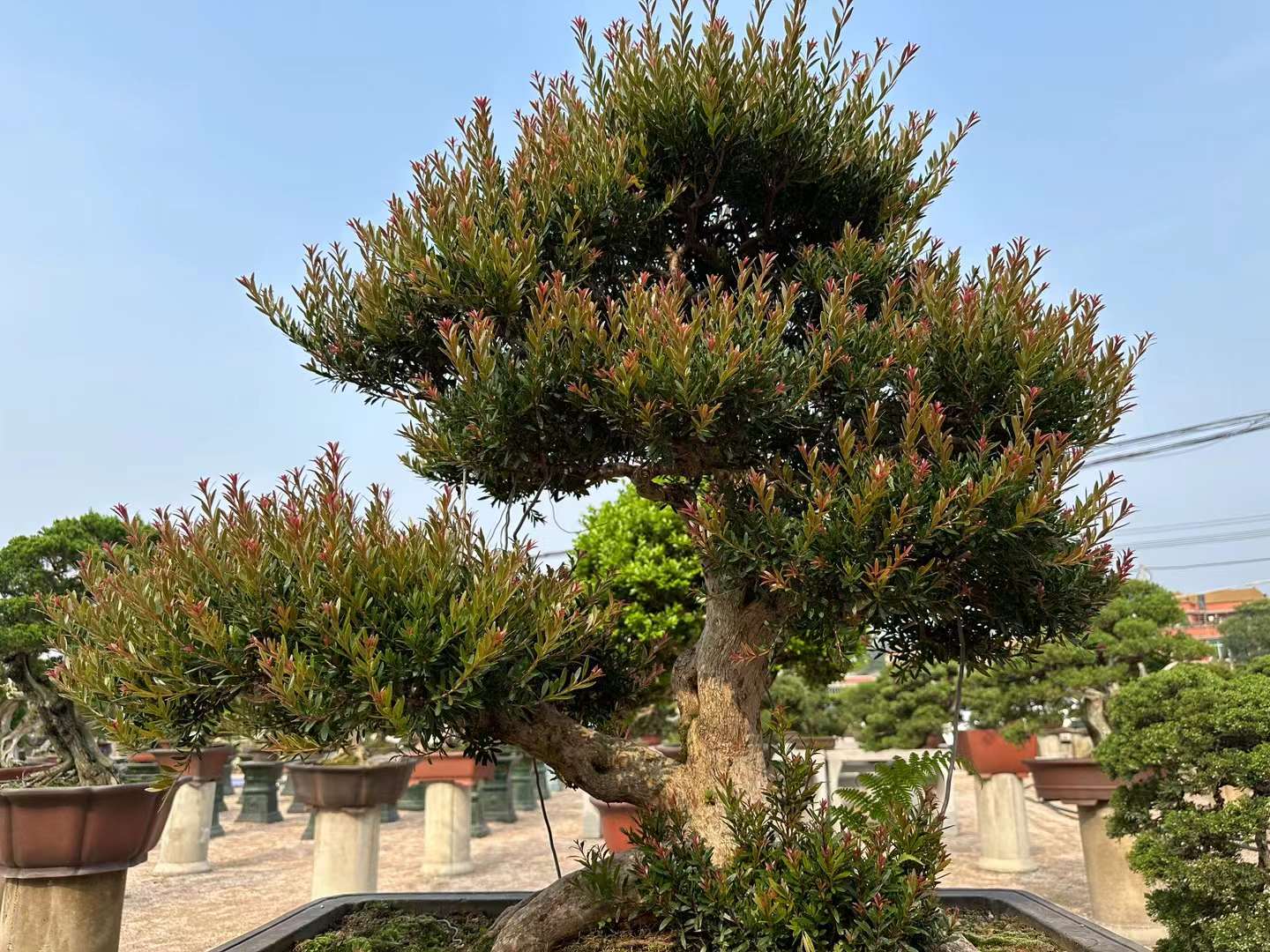 小叶赤楠盆景养护难?记住这几点,方法简单好养活,养成大宝贝