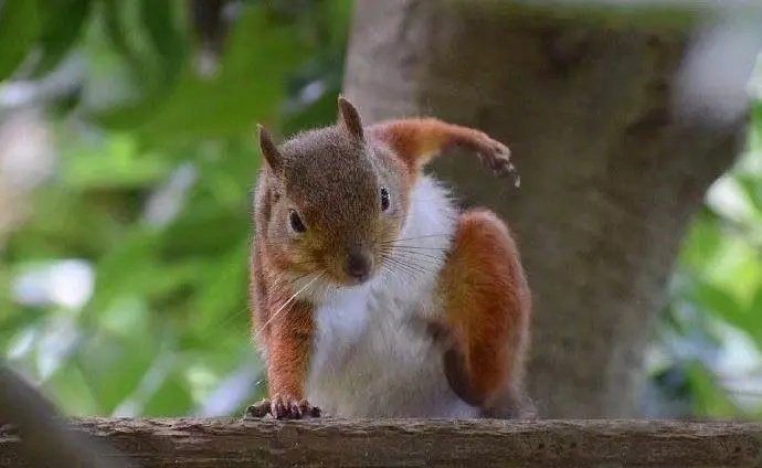 蔡徐坤单膝下跪撞脸松鼠 猪咪本体再次成谜!