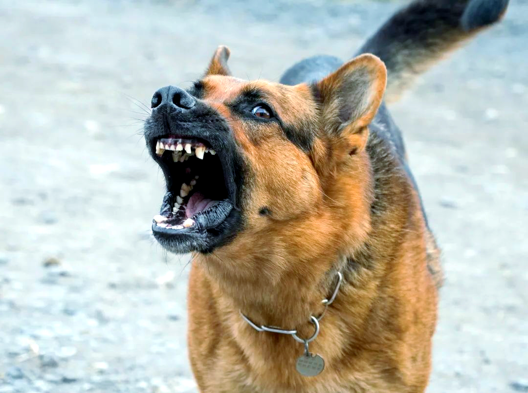 如何应对被狗咬伤?多种方法助你快速摆脱恶狗,保护自己