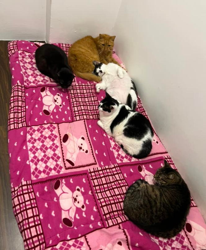 猫咪用了8年时间，证明家里的门真的是实木做的