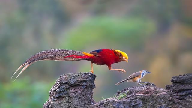探秘地球瑰宝,喀拉峻大峡谷,感受自然奇观的魅力