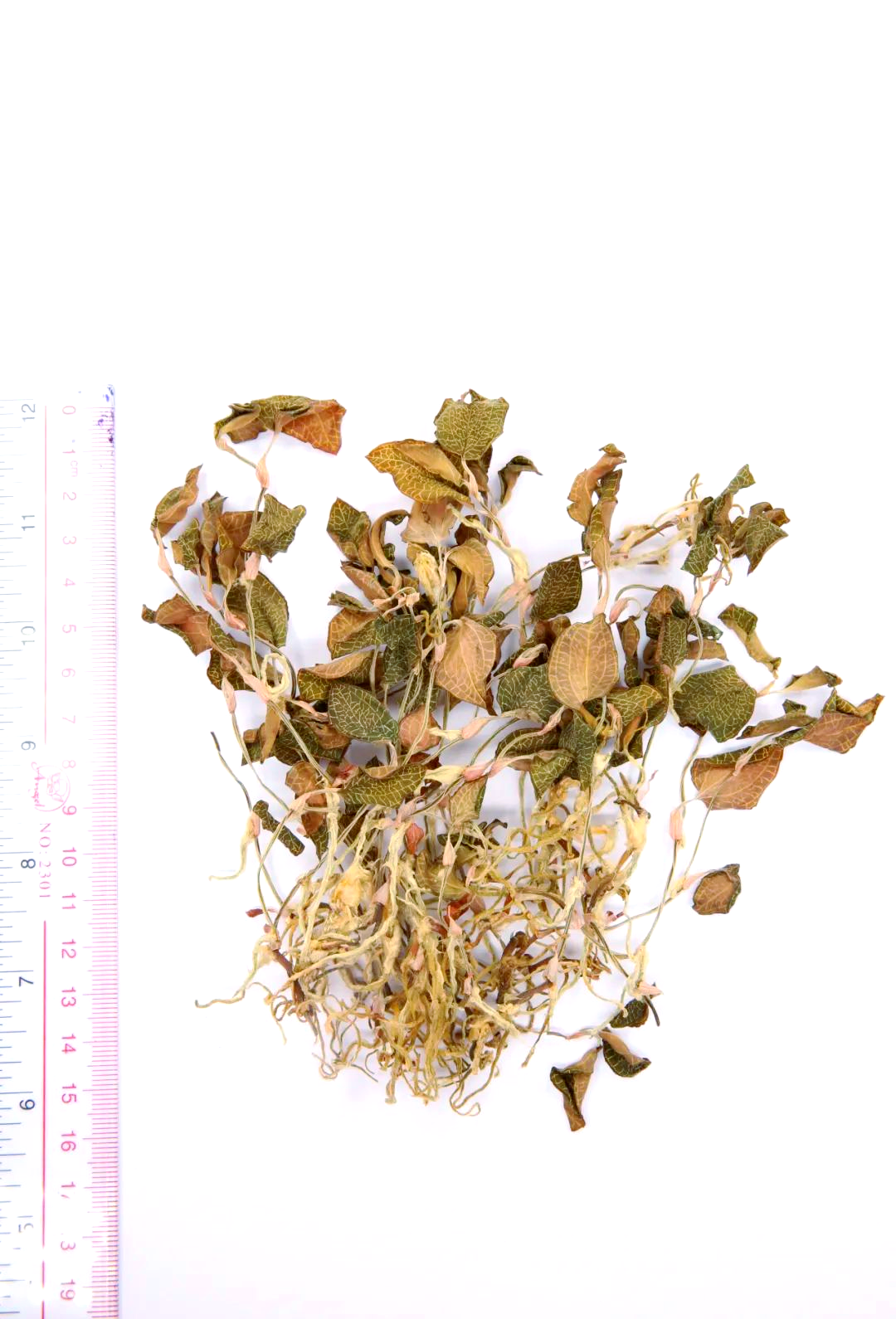 金线莲:俗称"鸟人参",不仅观赏性强,还具有众多功效优点