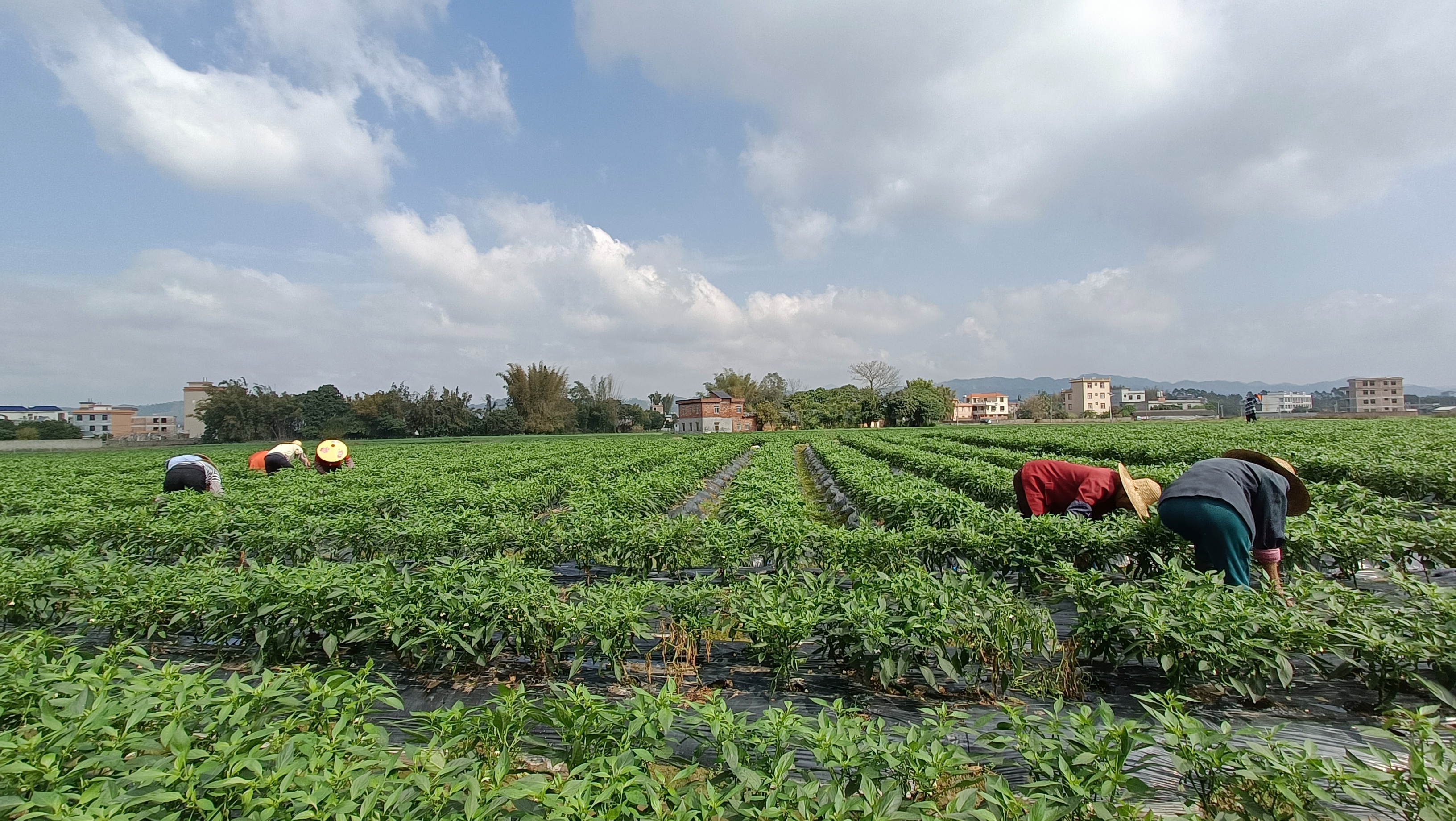 博白县旺茂镇:玉李村辣椒丰收行情好 产业发展势头旺