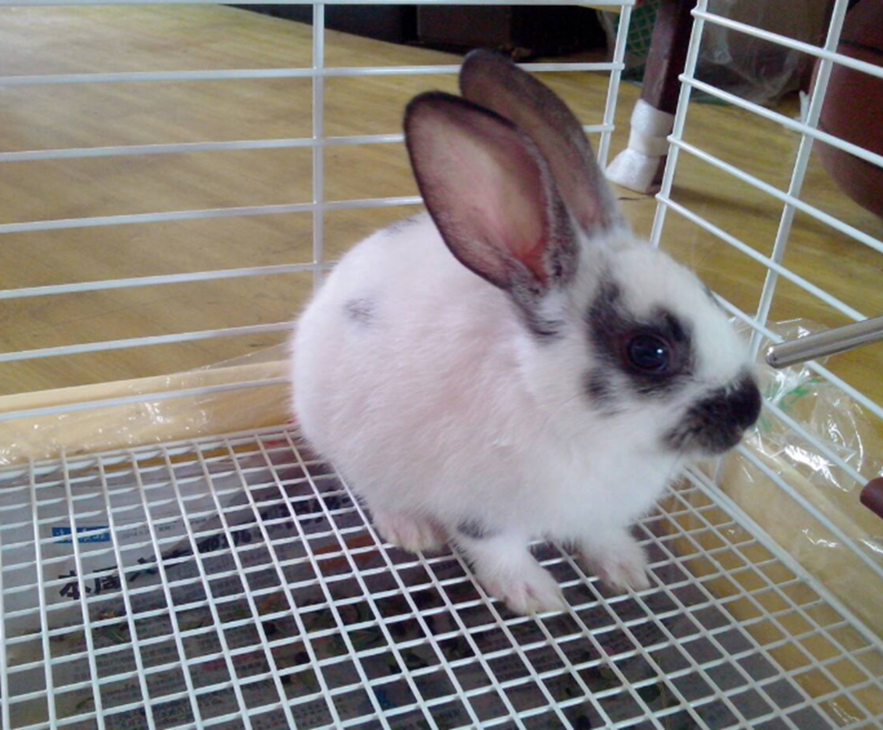 小兔子的耳朵为什么是竖着的?兔子多大能繁殖?