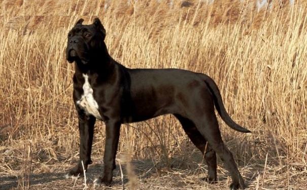 把挑选卡斯罗幼犬的技巧,分享给喜欢卡斯罗犬的朋友们!