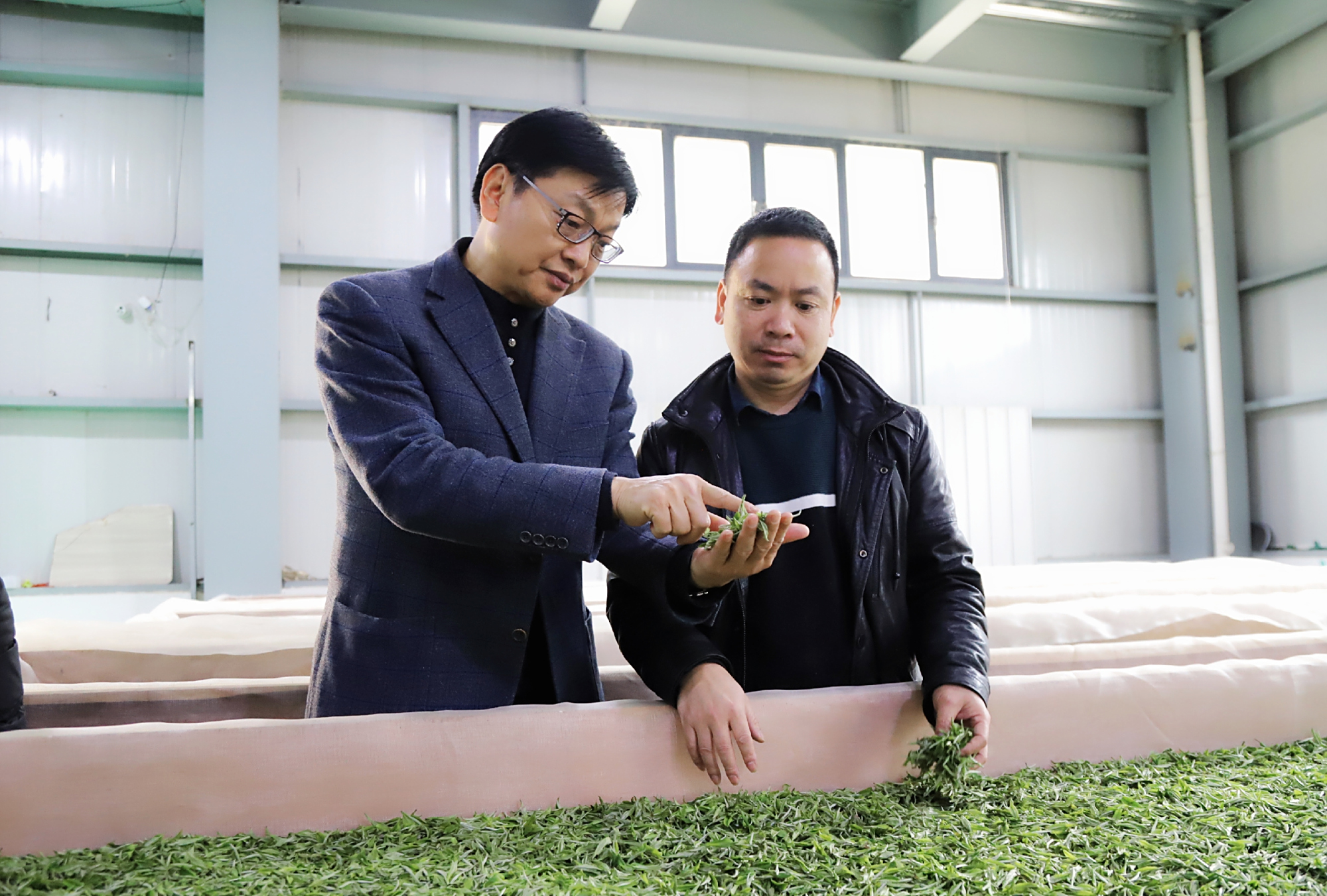 「尝一口春的滋味」魏明禄:茶产业毫无疑问是乡村振兴的重要载体