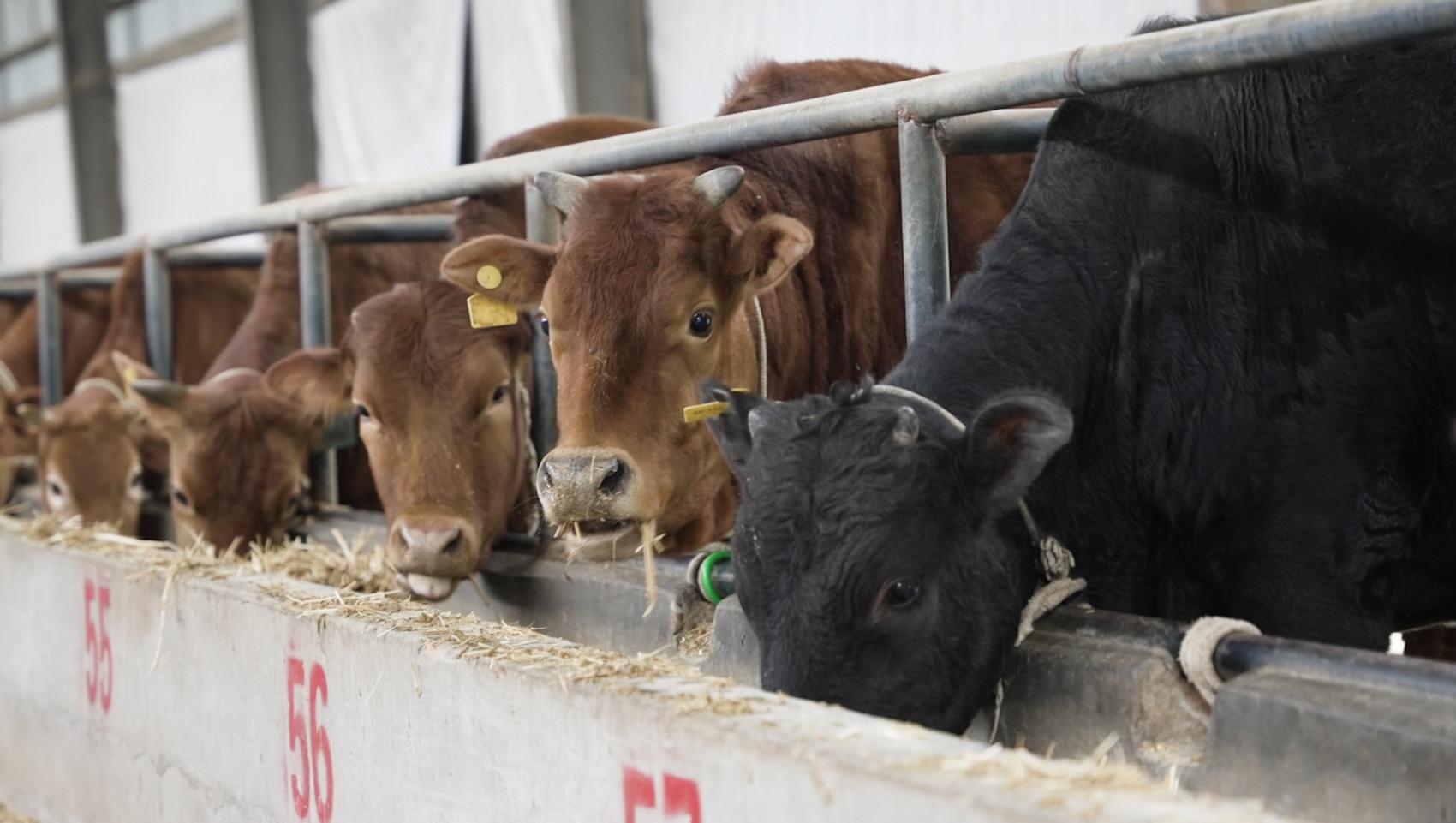 市州观察丨巴中:冲刺百亿产值,"巴山牛"茁壮成长