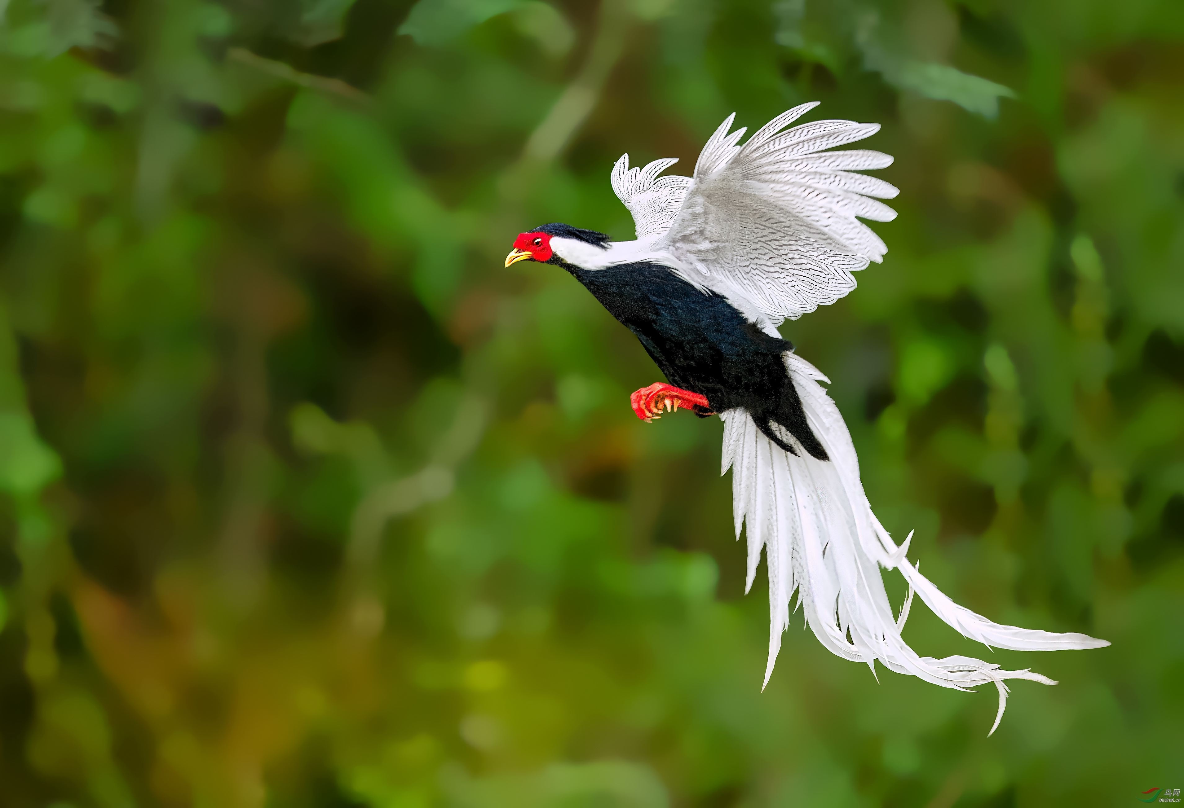 "林中仙子"白鹇现兰溪 李白自称为它愿做山野人