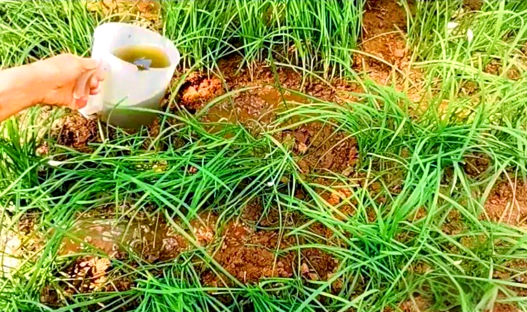 韭菜根蛆防治妙招,用塑料膜轻松解决