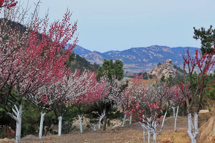 梅花谷梅花绽放 青岛天柱山修复矿坑 荒山换美景